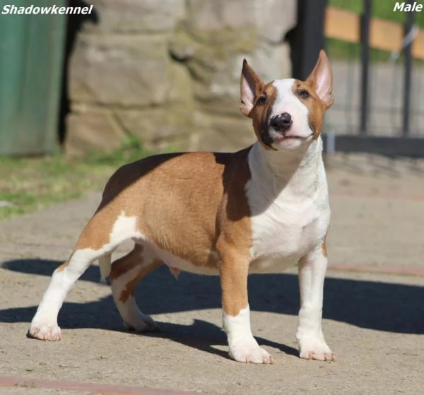 Mini Bull Terrier cuccioli | Foto 5