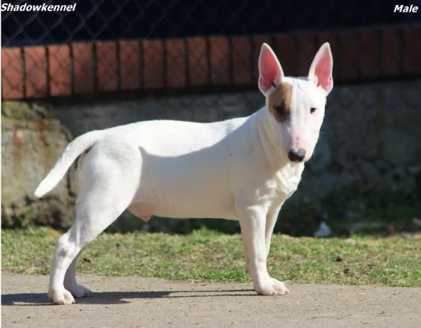 Mini Bull Terrier cuccioli | Foto 4