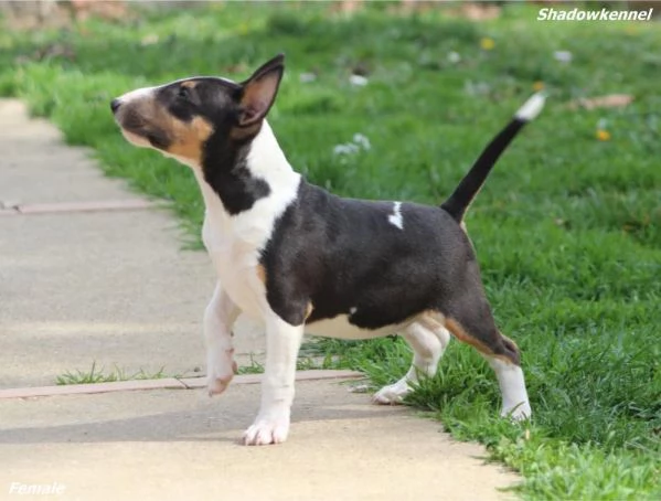 Mini Bull Terrier cuccioli | Foto 3