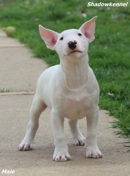 Mini Bull Terrier cuccioli | Foto 2