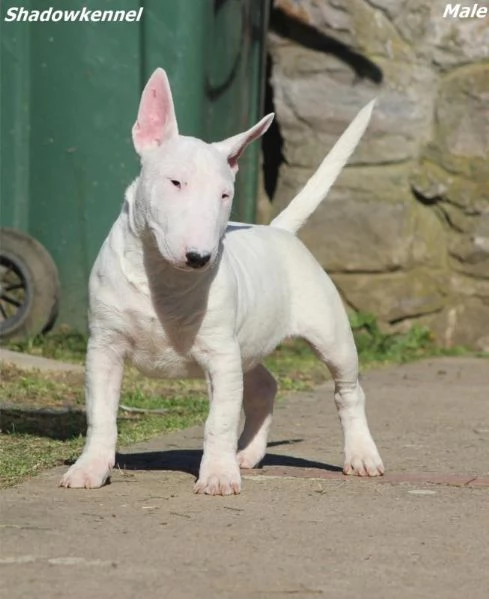 Mini Bull Terrier cuccioli | Foto 1