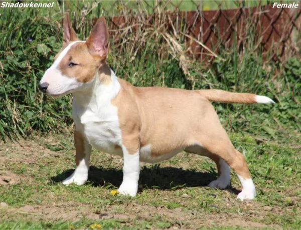 Mini Bull Terrier cuccioli | Foto 0
