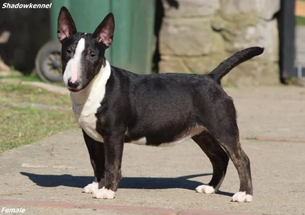 Mini Bull Terrier cuccioli