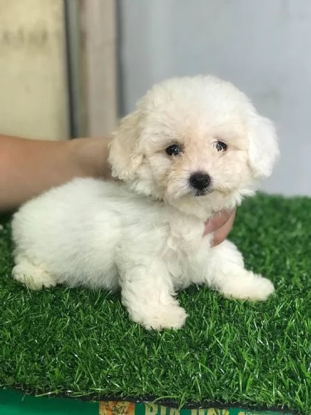 Cuccioli di barboncino toy  | Foto 0
