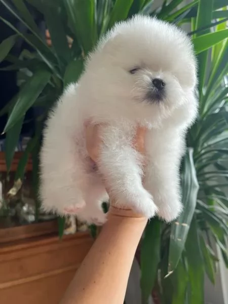 cuccioli volpino di pomerania | Foto 3