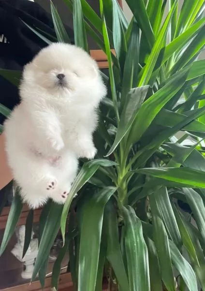 cuccioli volpino di pomerania | Foto 1