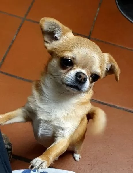 Chihuahua femmina pedigree  | Foto 1