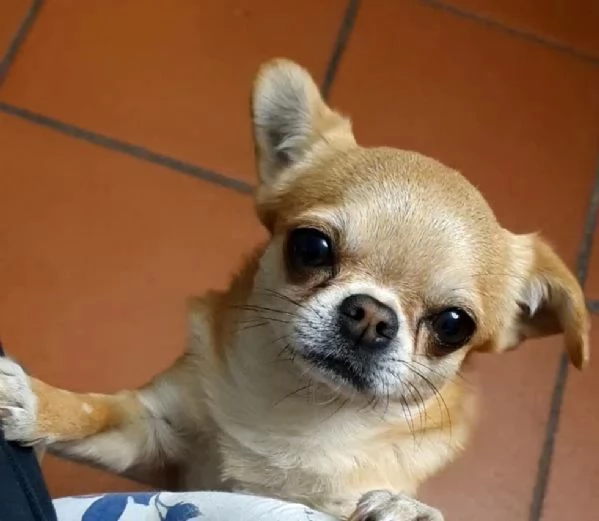 Chihuahua femmina pedigree 