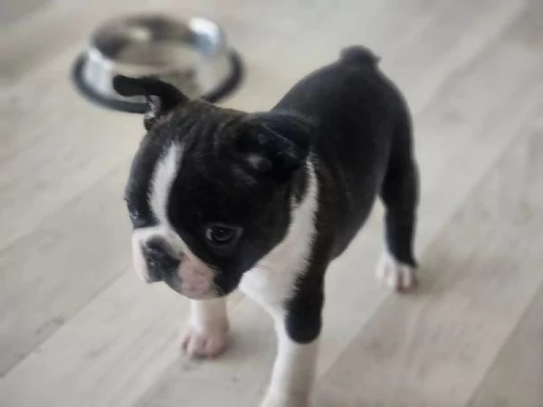 meravigliosa cucciolata di boston terrier | Foto 1