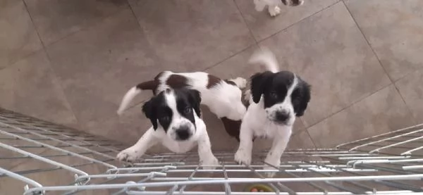 cuccioli springer spaniel 