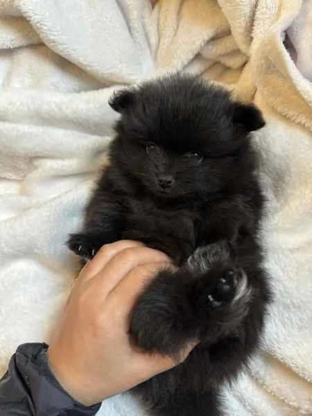 Vendo cuccioli di pomerania pura razza | Foto 0