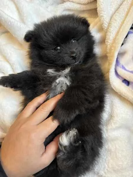 Vendo cuccioli di pomerania pura razza