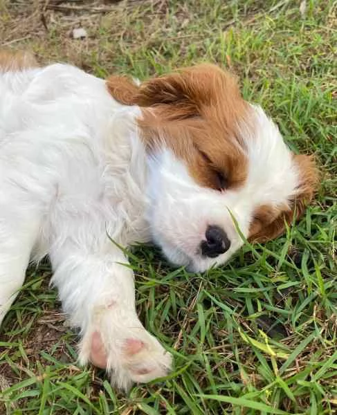 Cavalier King Charles Spaniel | Foto 2