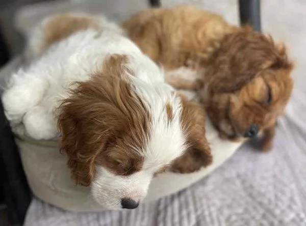 Cavalier King Charles Spaniel | Foto 1