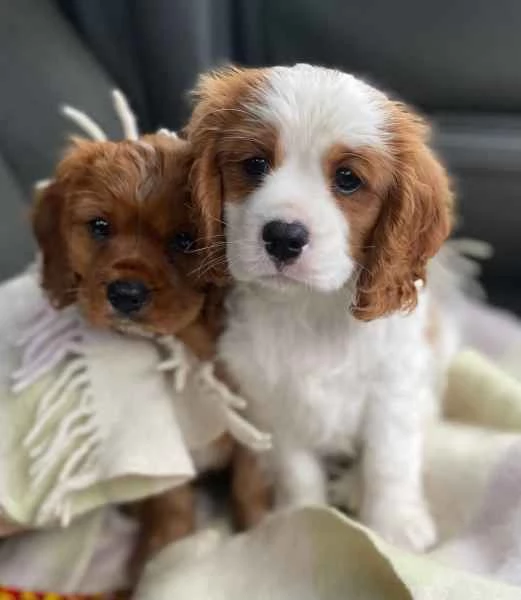 Cavalier King Charles Spaniel