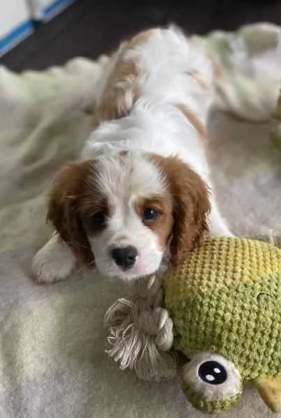 Cavalier King Charles Spaniel | Foto 0