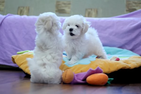 Cuccioli Maltesi maschio e femmina | Foto 0