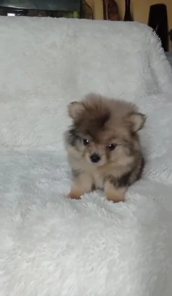 Cachorros Pomerania regalo 