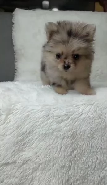 Cachorros Pomerania regalo  | Foto 1
