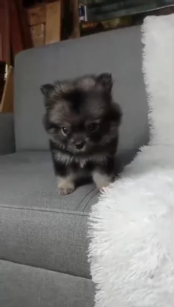 Cachorros Pomerania regalo  | Foto 0