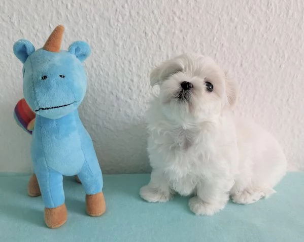 Maschio e femmina Maltese