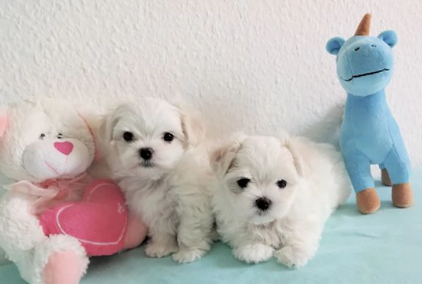 Due deliziose cucciole Maltese