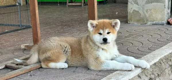 Ultimi Cuccioli Maschio e Femmina di Akita Inu