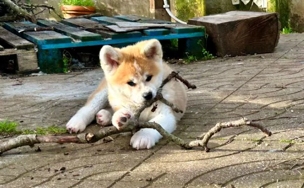 Ultimi Cuccioli Maschio e Femmina di Akita Inu | Foto 4