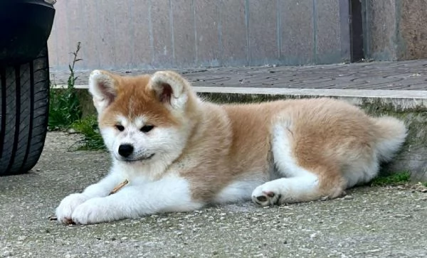 Ultimi Cuccioli Maschio e Femmina di Akita Inu | Foto 3