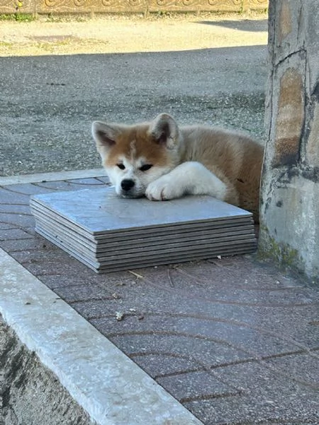 Ultimi Cuccioli Maschio e Femmina di Akita Inu | Foto 2