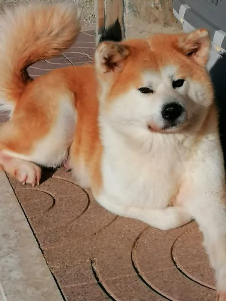 Ultimi Cuccioli Maschio e Femmina di Akita Inu | Foto 0