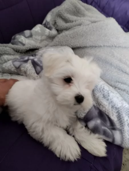 Maltese 