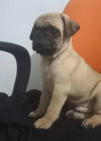 Regalo cuccioli di carlino whAtsapp hidden55  | Foto 1