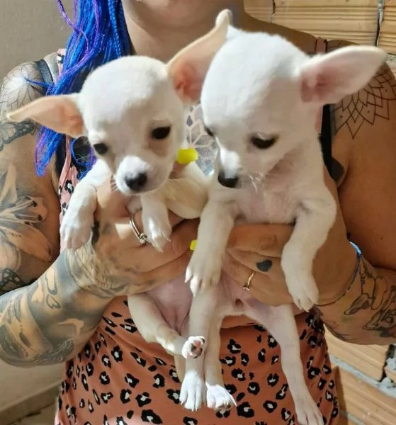 Regalo cuccioli di chihuahua whAtsapp hidden55 