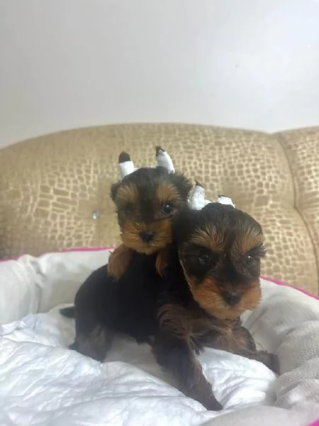 Regalo cuccioli di yorkie whAtsapp hidden55 | Foto 2