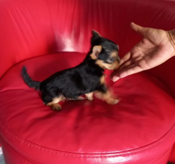 Regalo cuccioli di yorkie whAtsapp hidden55