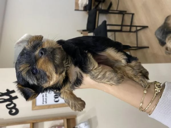 Regalo cuccioli di yorkie whAtsapp hidden55 | Foto 1