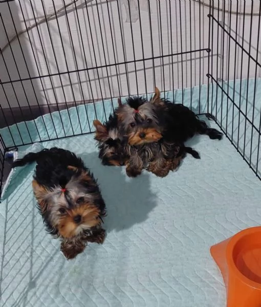 Regalo cuccioli di yorkie whAtsapp hidden55 | Foto 0