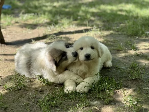 Disponibili cuccioli di cane da montagna dei pirenei | Foto 6