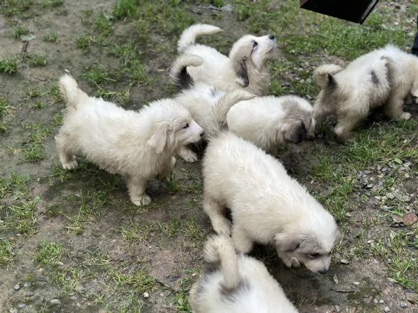Disponibili cuccioli di cane da montagna dei pirenei | Foto 5