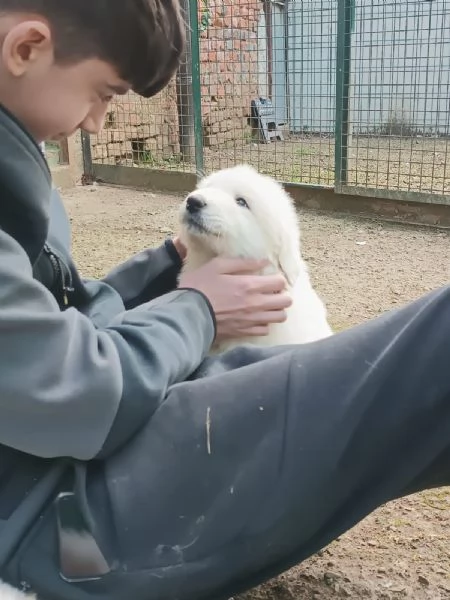 Disponibili cuccioli di cane da montagna dei pirenei | Foto 4