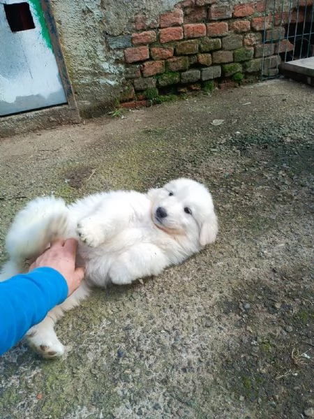 Disponibili cuccioli di cane da montagna dei pirenei | Foto 3