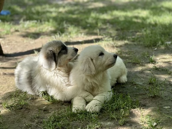 Disponibili cuccioli di cane da montagna dei pirenei | Foto 2