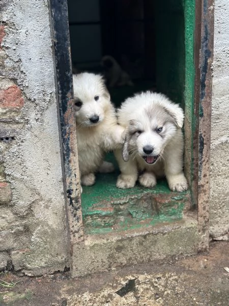 Disponibili cuccioli di cane da montagna dei pirenei | Foto 1