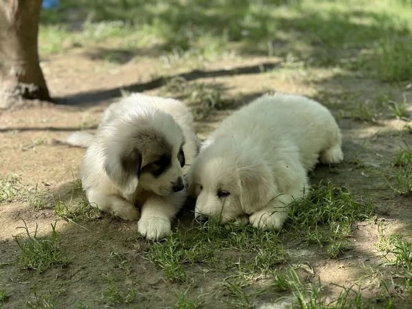 Disponibili cuccioli di cane da montagna dei pirenei