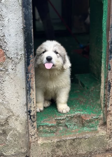 Disponibili cuccioli di cane da montagna dei pirenei | Foto 0