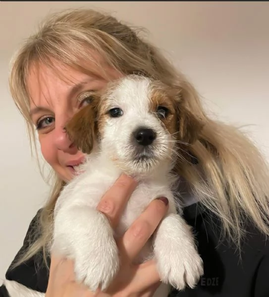 Cuccioli Jack Russell Terrier a pelo ruvido | Foto 0