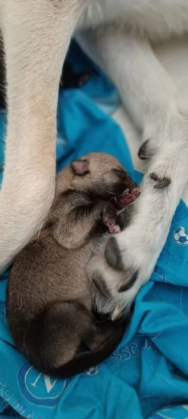 Cuccioli di cane lupo cecoslovacco | Foto 3