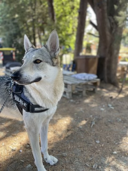 Cuccioli di cane lupo cecoslovacco | Foto 1