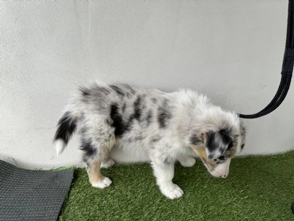 Cuccioli Australian shepherd